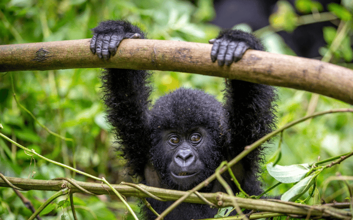 Africa safari 