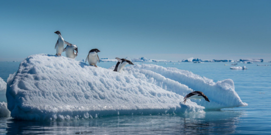 Antarctica penguins