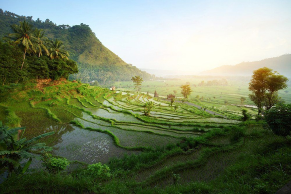 Bali rice fields