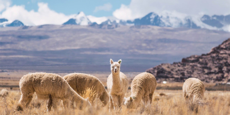 Bolivia