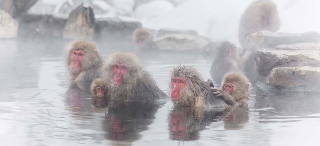 japanese_monkey_japan_shutterstock_351769946_fb98bc4186