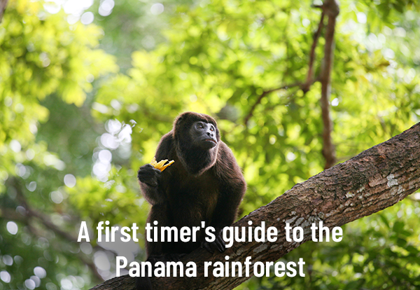 A first timer's guide to the Panama rainforest