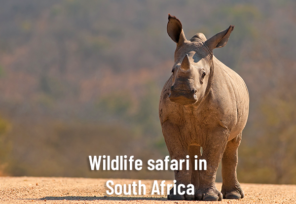 Wildlife safari in South Africa
