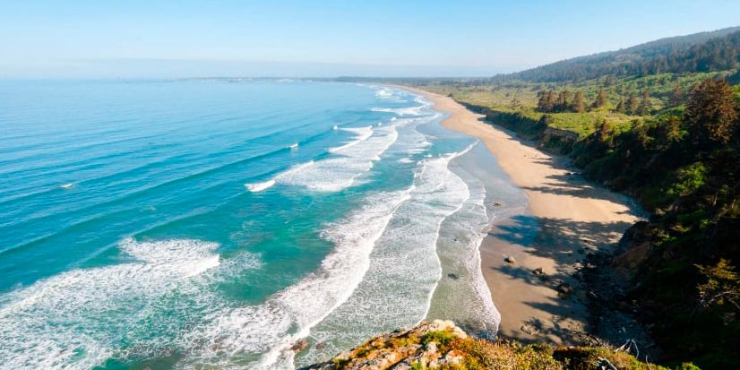 Beach Redwood, California