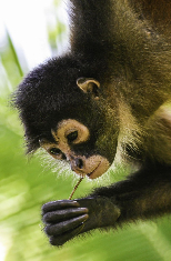 costa-rica-monkey-shutterstock_613511666