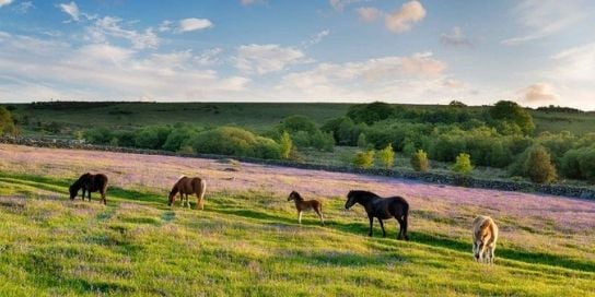 dartmoor ponies