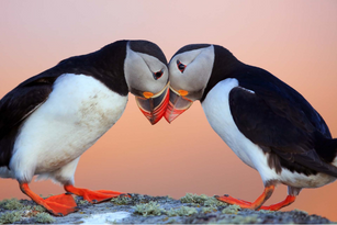 icelands puffin