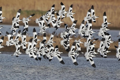 large_avocet-flight-cley-norfolk-uk-shutterstock_138084833_994ed9cb15