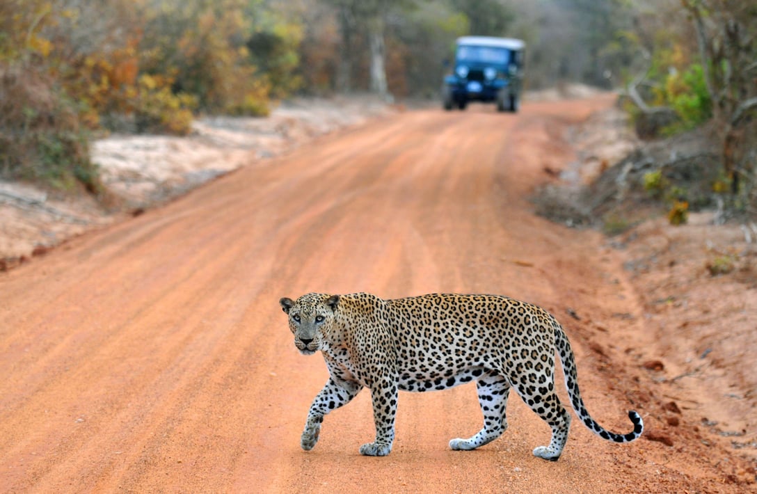 leopard-panthera-pardus-kotiya-yala-national-wildlife-park-sri-lanka-safari-at-yala-sri-lankan-leopard-image-shot-2009-exact-date-unknown