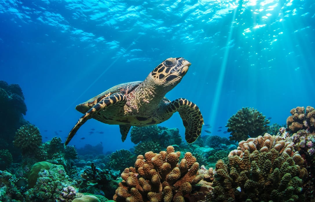 maldives-reef-turtle-diving-shutterstock_341379554