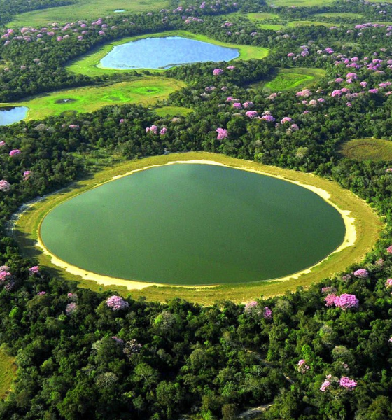 pantanal amazon